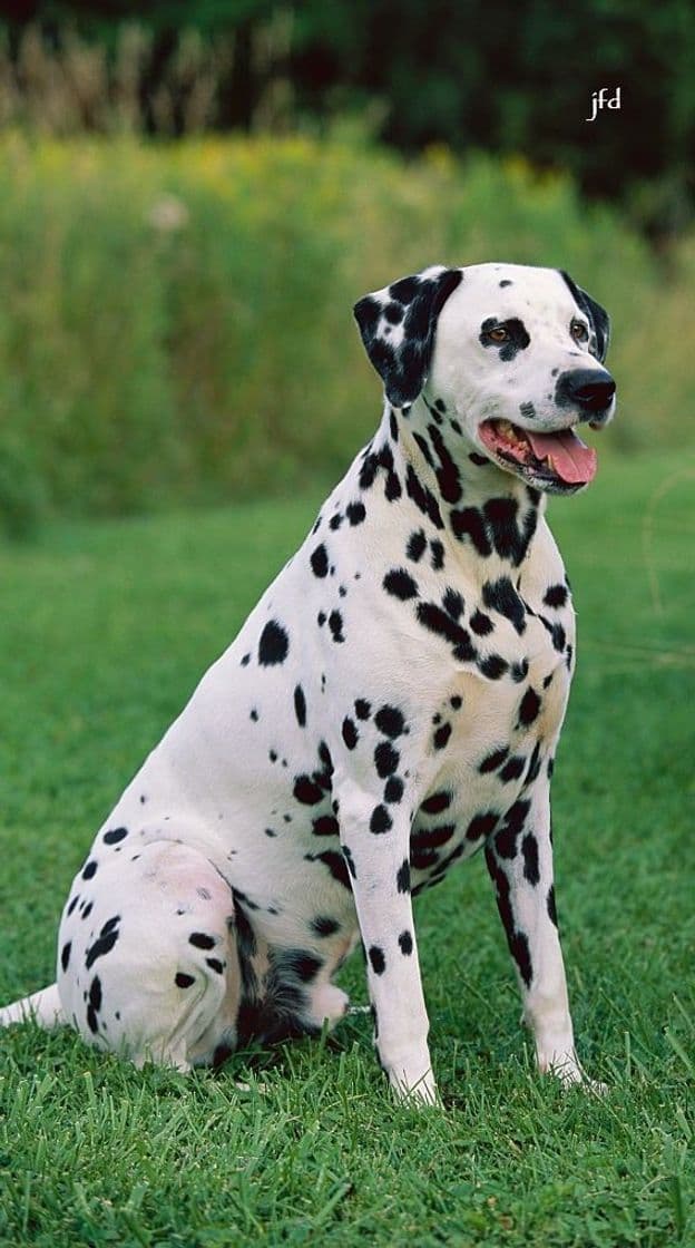 Fashion Dog dalmata