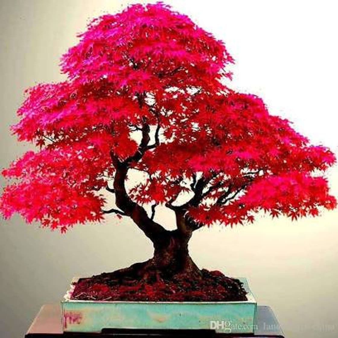 Moda Bonsai