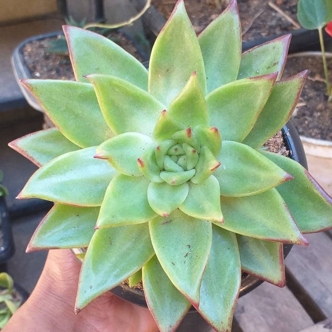 Fashion Echeveria Agavoides Ebony 