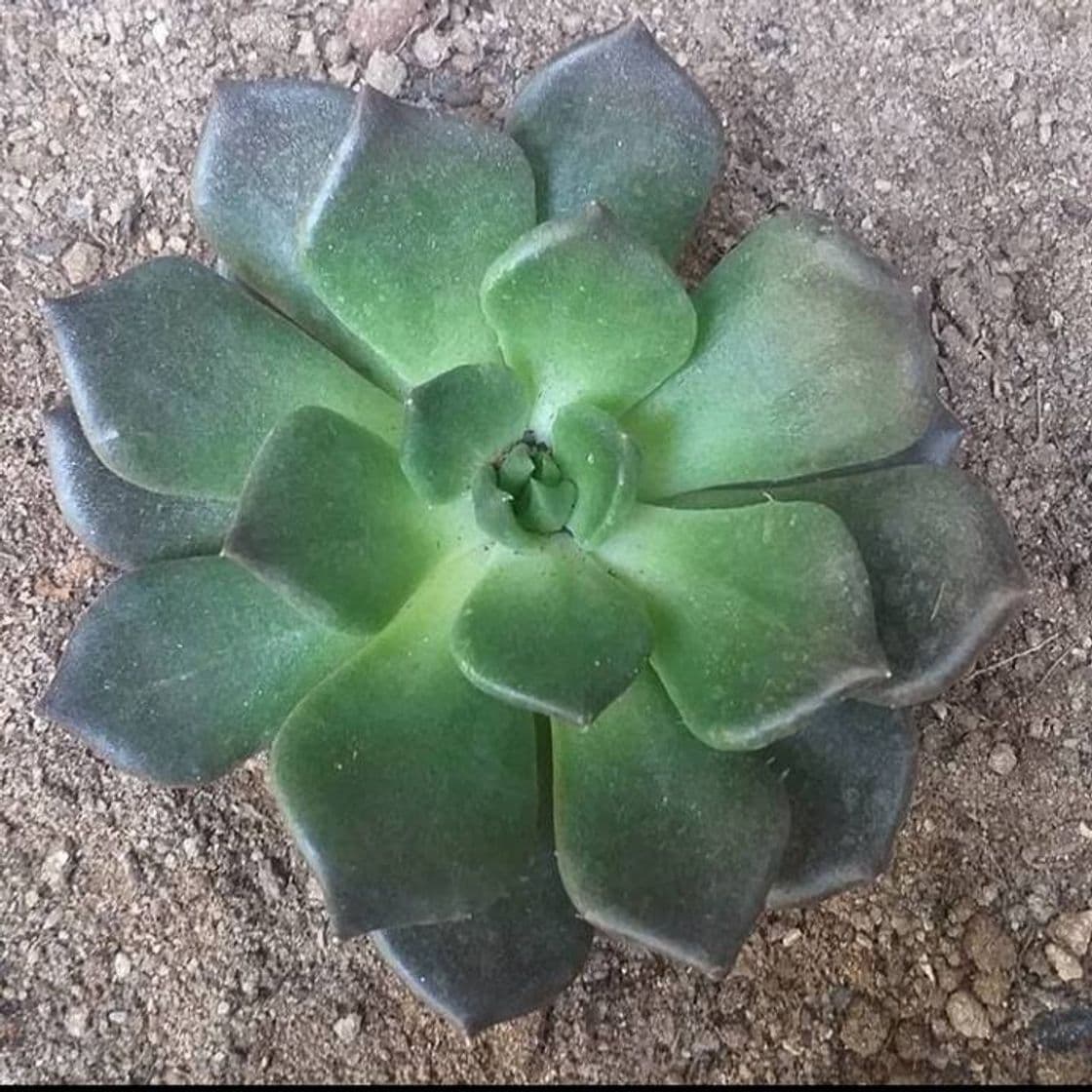 Fashion Echeveria Black Prince 