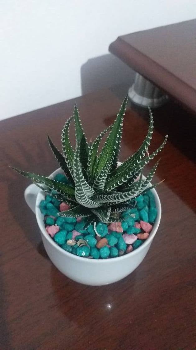 Fashion haworthia Fasciata 