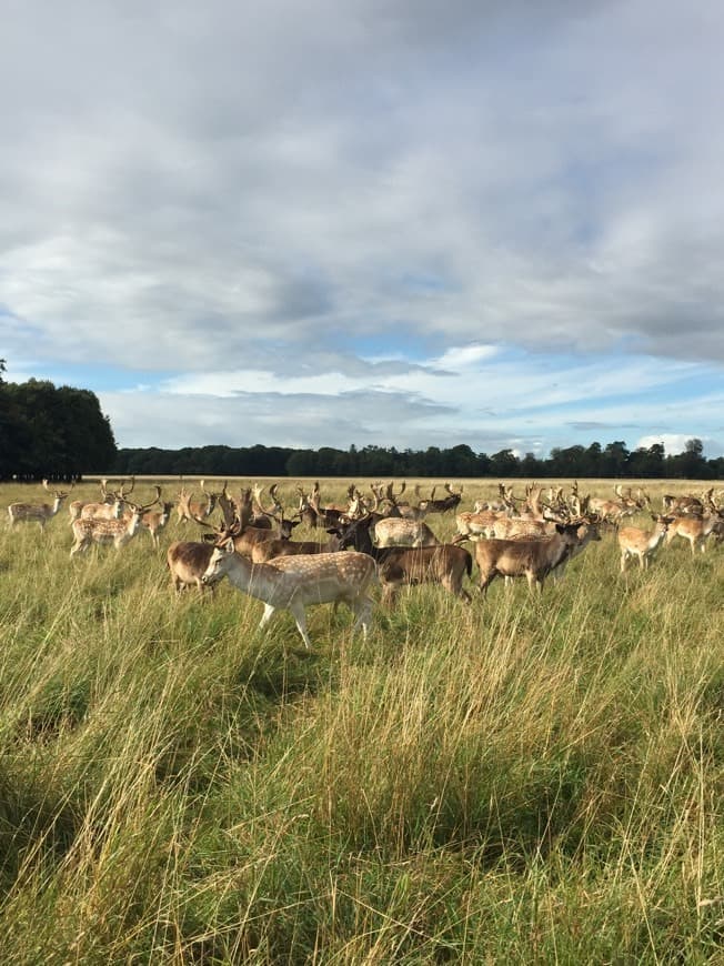 Place Phoenix Park