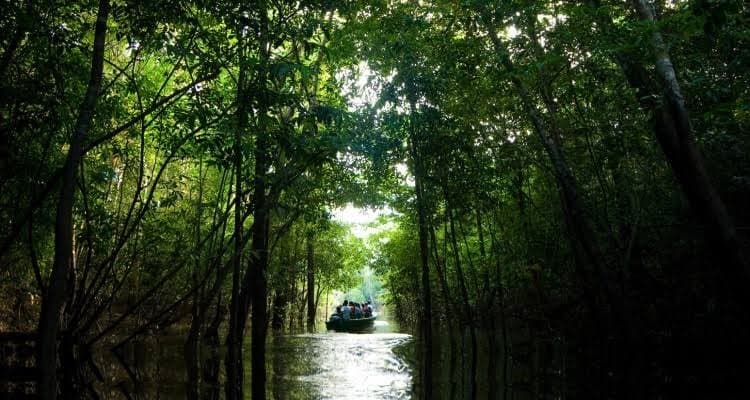 Fashion Floresta amazônica 🌳🍃♻️