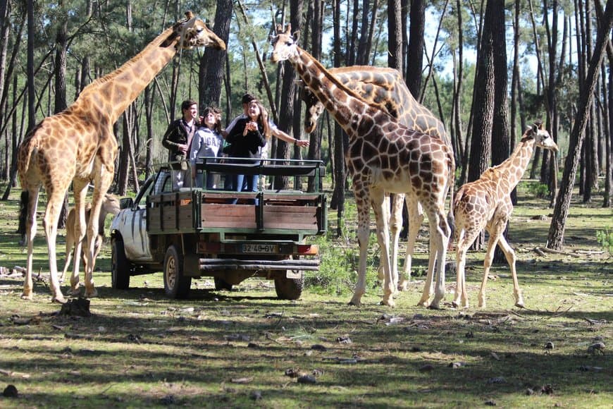 Fashion Badoca Safari Park