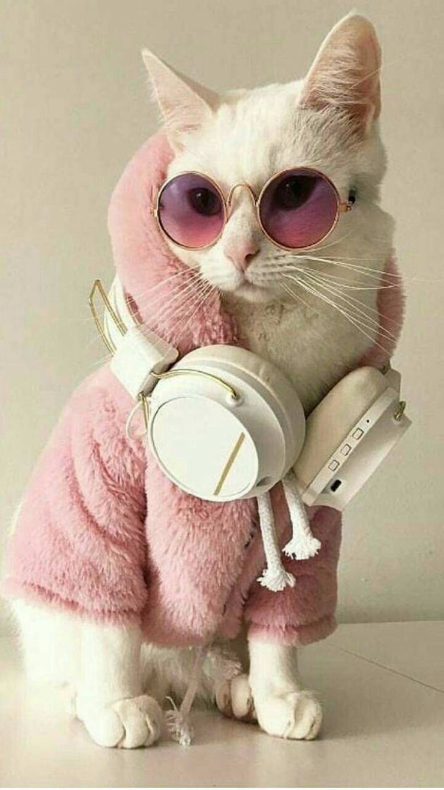 Fashion tumblr cat