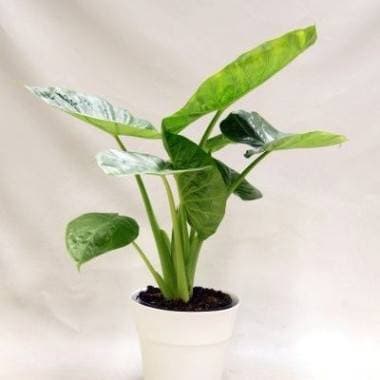 Moda Alocasia