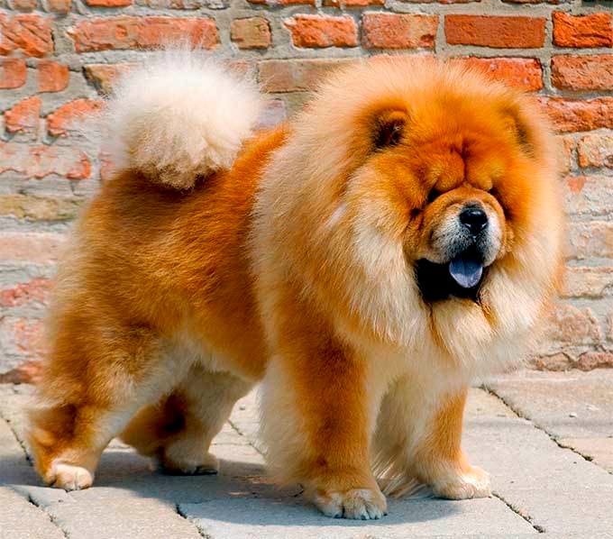 Fashion Chow chow 