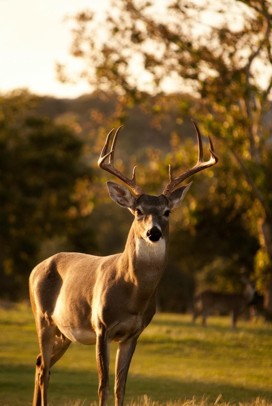 Fashion Selective focus photography of brown deer standing on green 