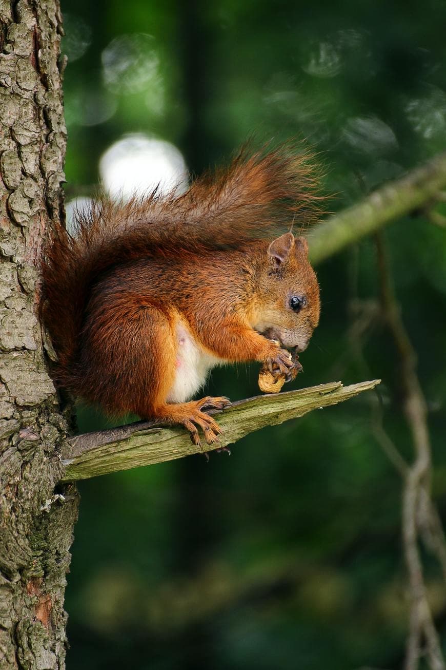 Fashion brown squirrel on branch of tree eating nut photo – Free Animal ...