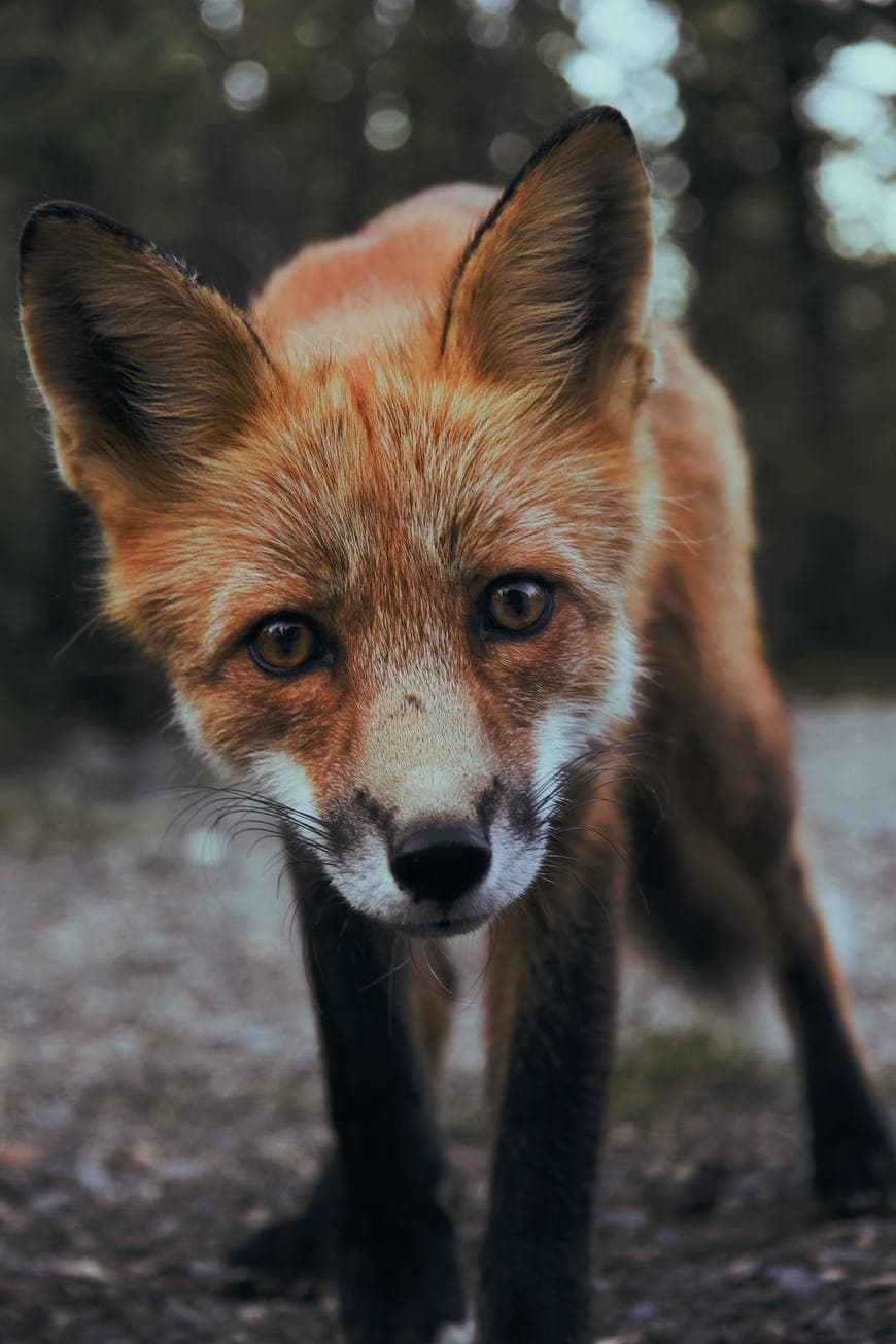 Fashion selective focus photography of orange fox photo – Free Animal ...