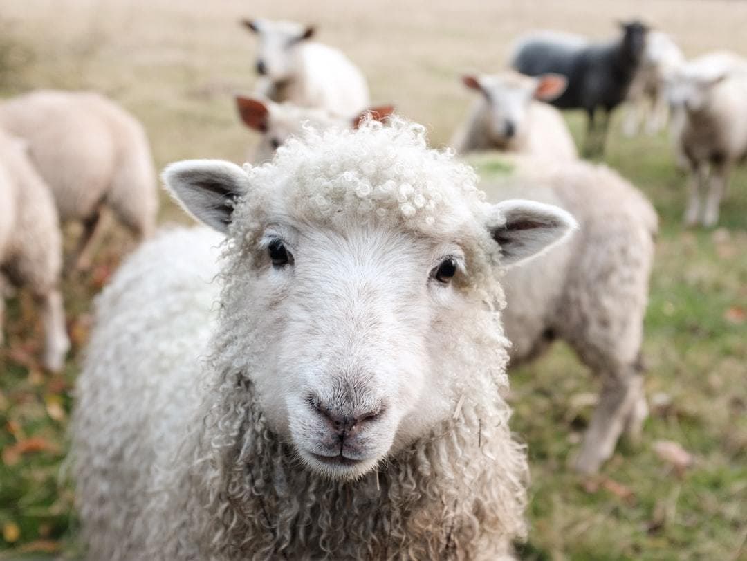 Fashion white sheep on green grass during daytime photo – Free Animal ...