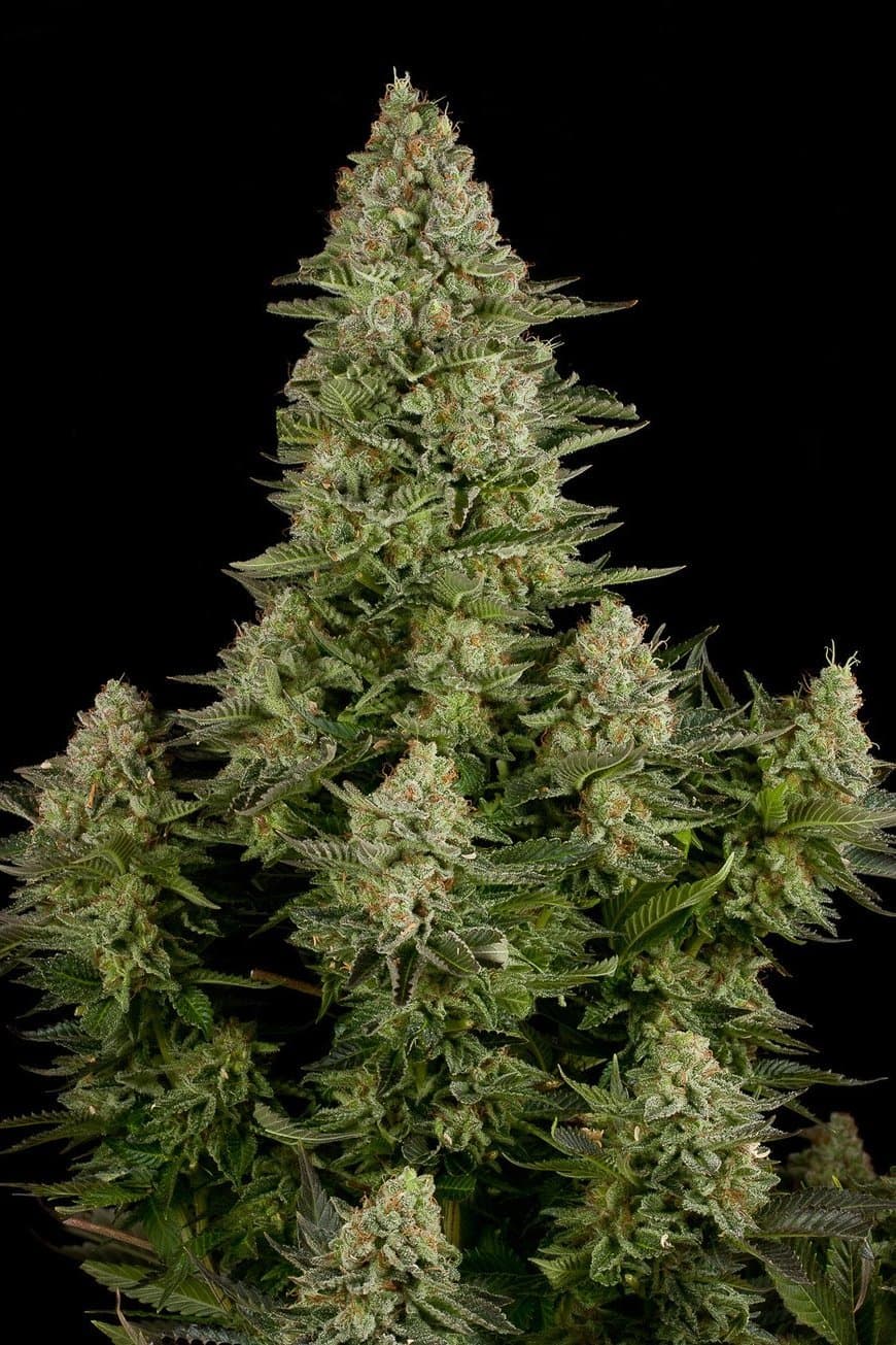 Fashion White widow