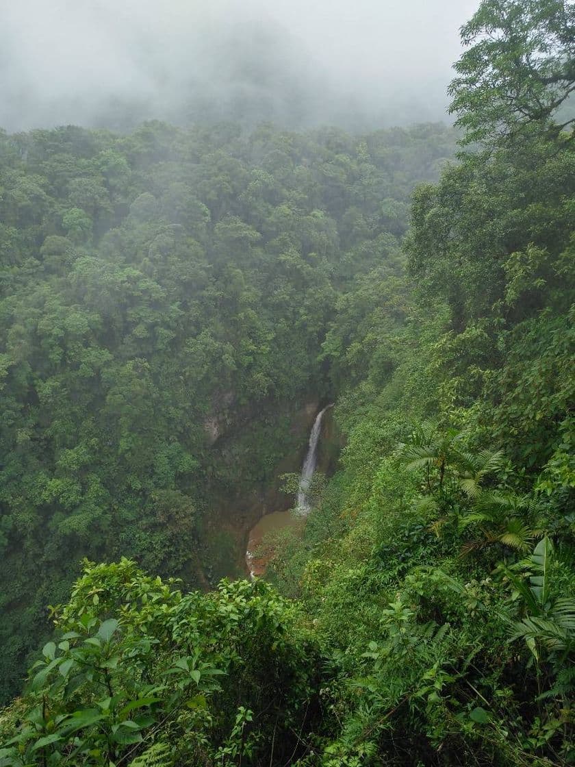 Lugar Locos Por El Bosque Montserrat