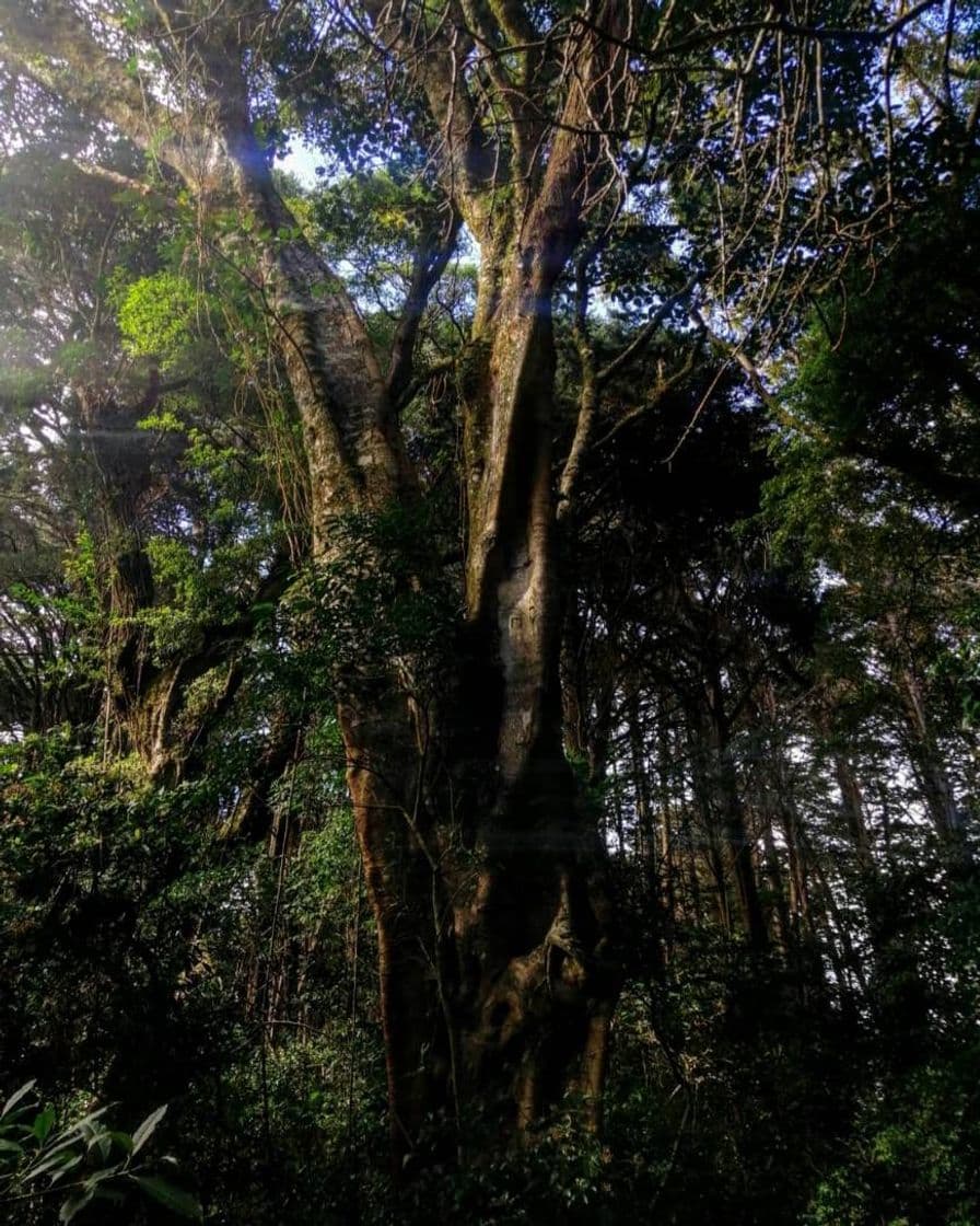 Lugar Bosque de la Hoja