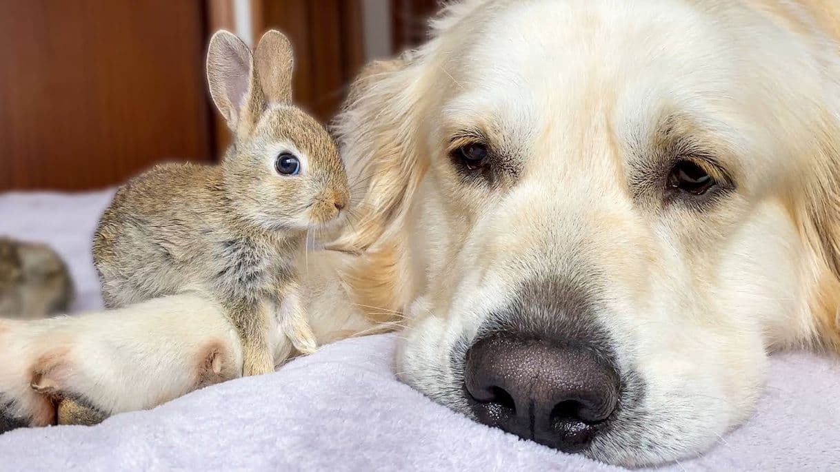 Fashion Coelhos pensam que cachorro é sua mãe