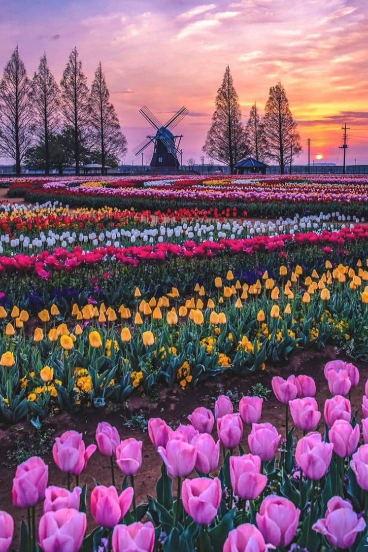 Place Tulips Fields Holland