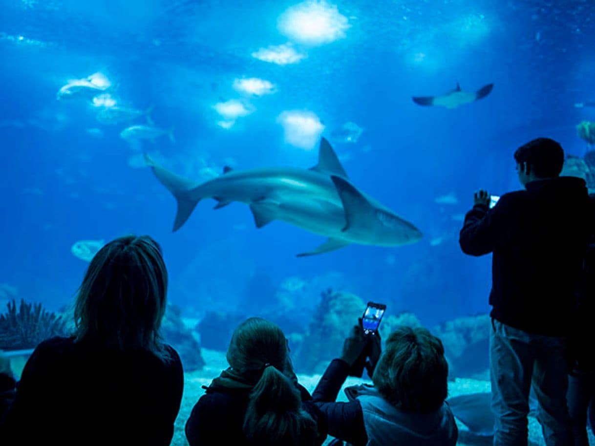 Place Oceanário de Lisboa