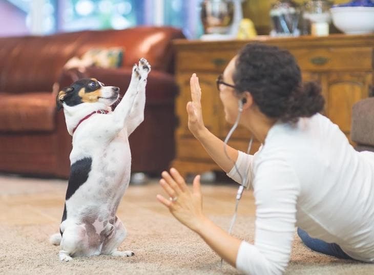 Moda Juegos para perros 🐕 