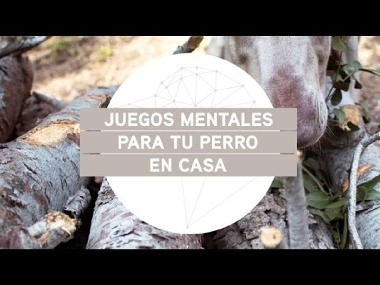 Moda Juegos mentales para tu perro, en casa - YouTube