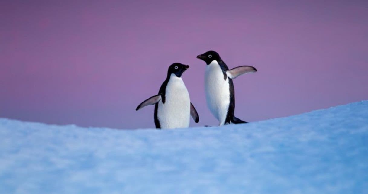 Película Documental sobre pingüinos en la antártica 