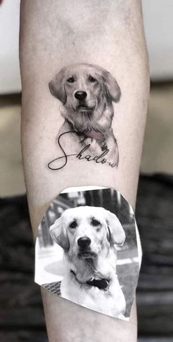 Moda Dogtatto