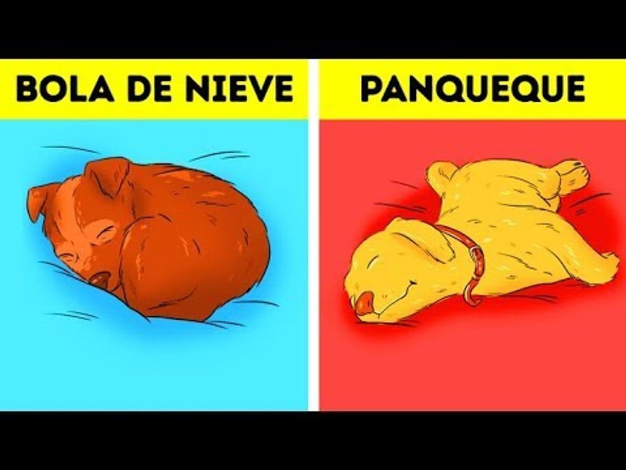 Moda Qué Dice Sobre Tu Perro Su Posición Al Dormir - YouTube