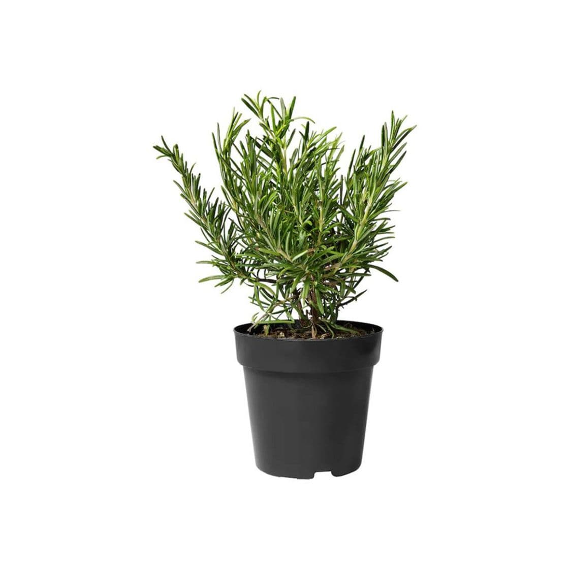 Producto ROSMARINUS OFFICINALIS 15cm