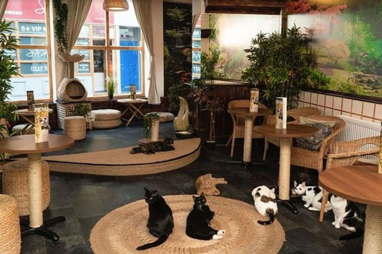 Restaurants You&Meow Cat Cafe