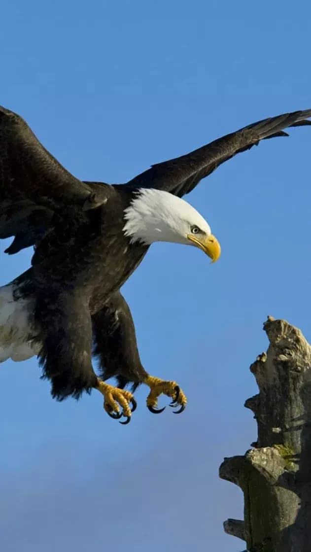 Fashion Águila🦅