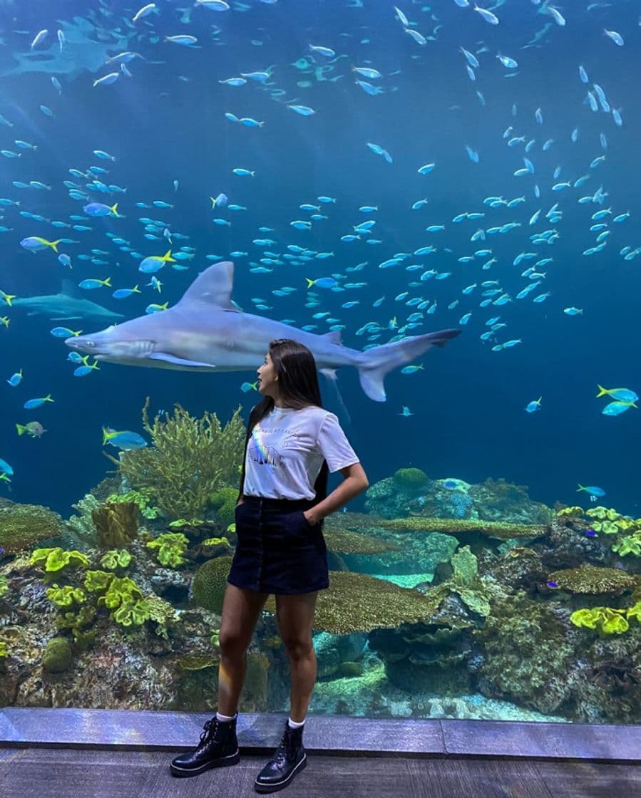 Place Shedd Aquarium