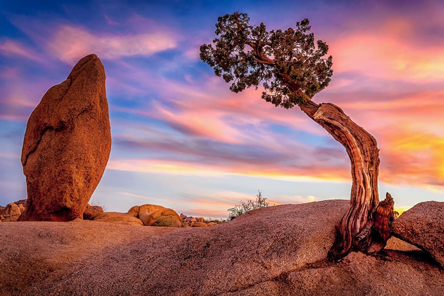 Place Joshua Tree