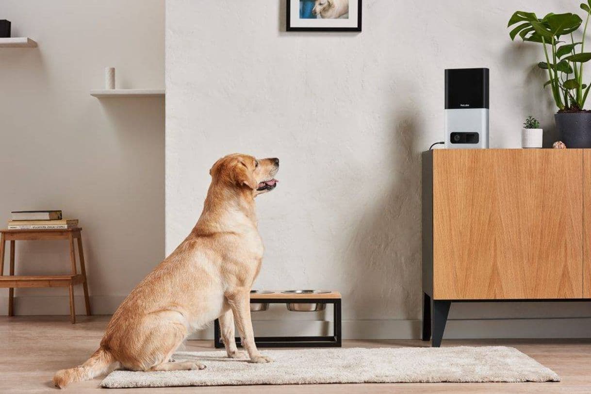 Product Petcube Bites Cámara Wi-Fi para Mascotas con dispensador de Galletas. Cámara de