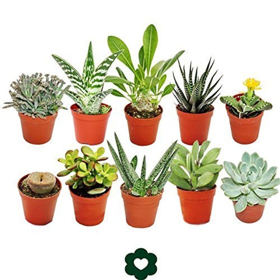 Product Set of 10 different succulent plants - 5