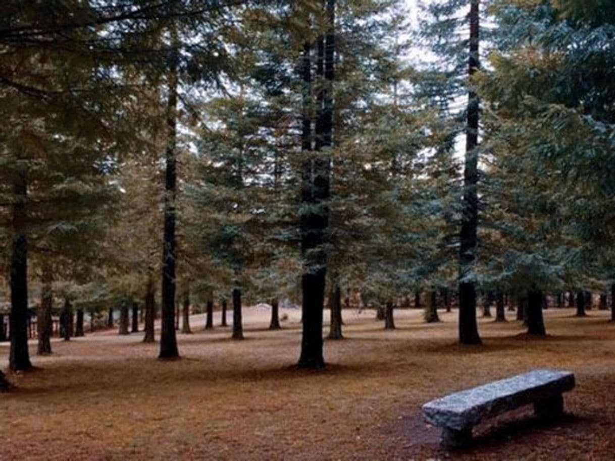 Place Bosque de Sequoias Poio