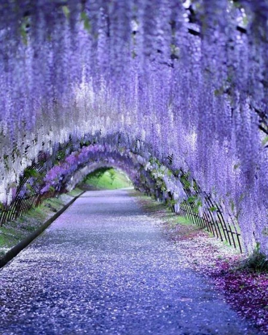 Lugar Kawachi Wisteria Garden