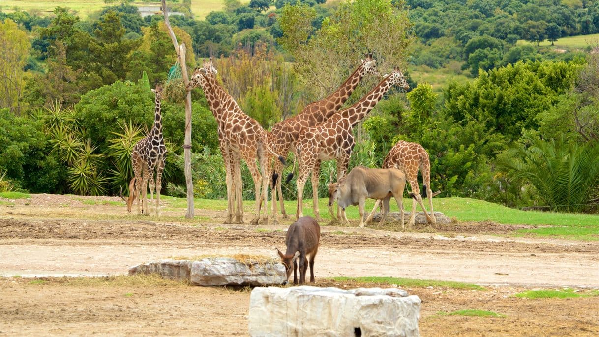 Lugar Africam Safari