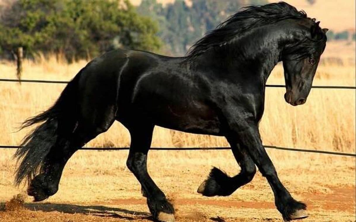 Moda Sonhar com cavalo marrom: o que isso quer dizer? Veja aqui ...