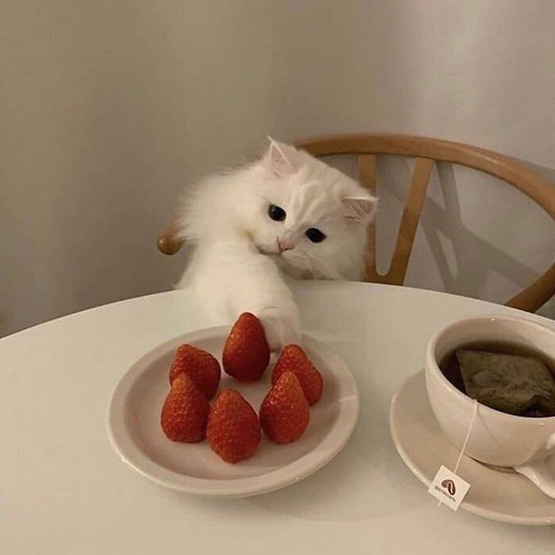 Moda 🐱🍓☕