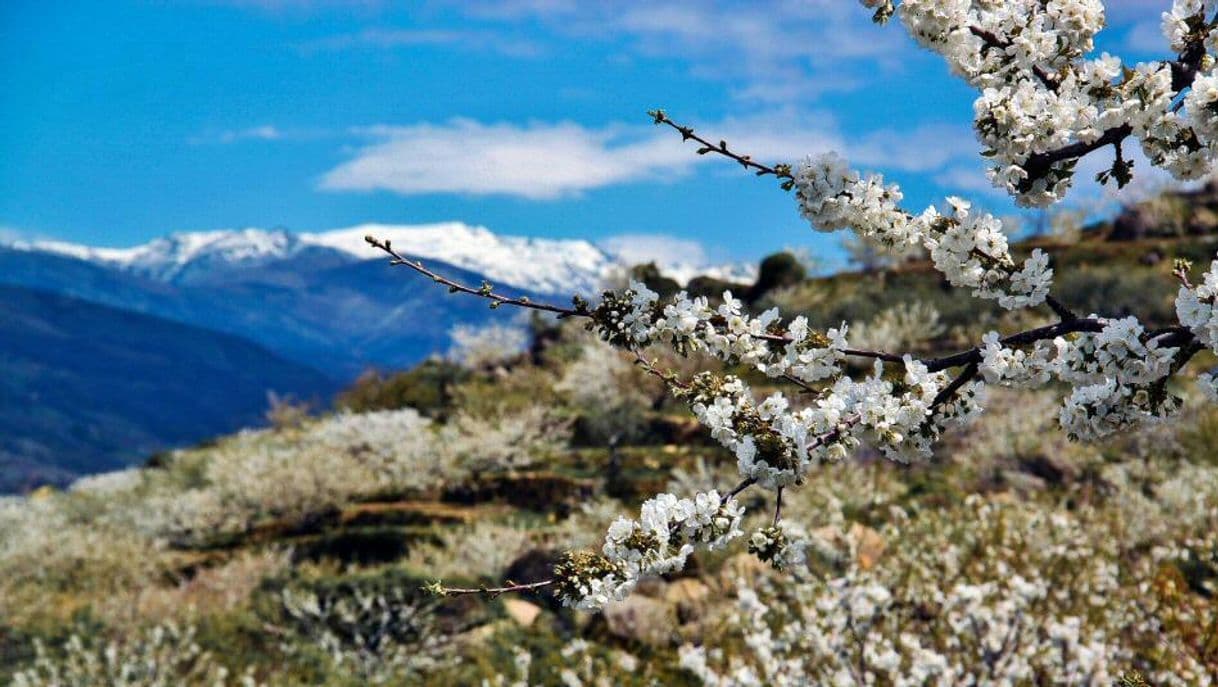 Lugar Valle del Jerte