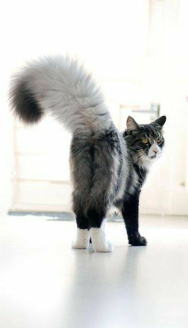 Fashion Gato Maine Coon