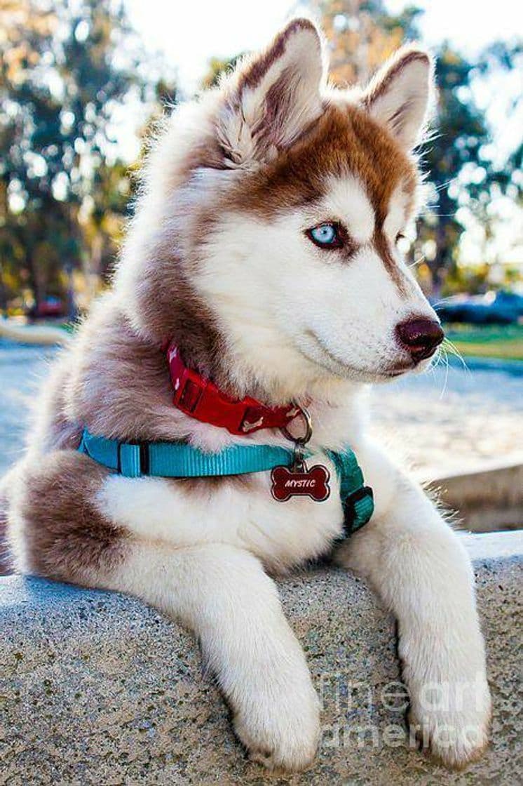 Fashion Filhote de husky 