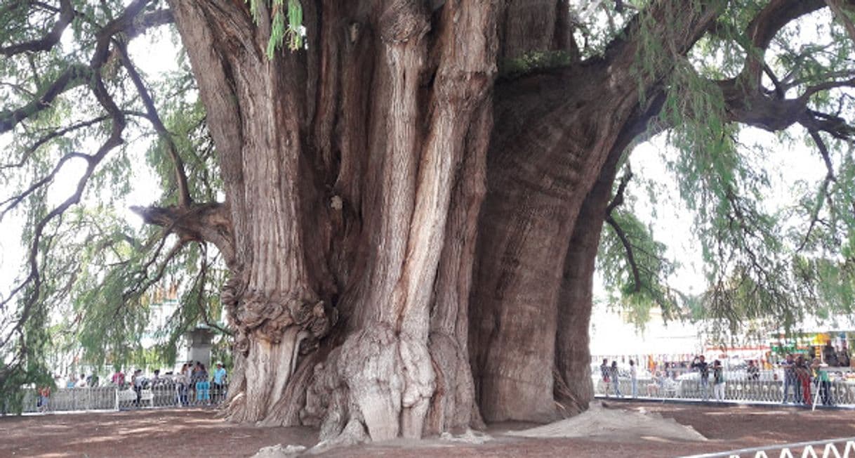 Place Árbol del Tule