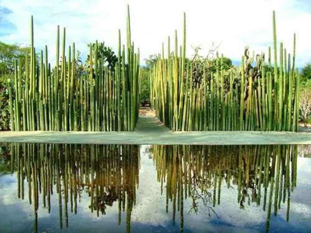 Place Jardín Etnobotánico de Oaxaca