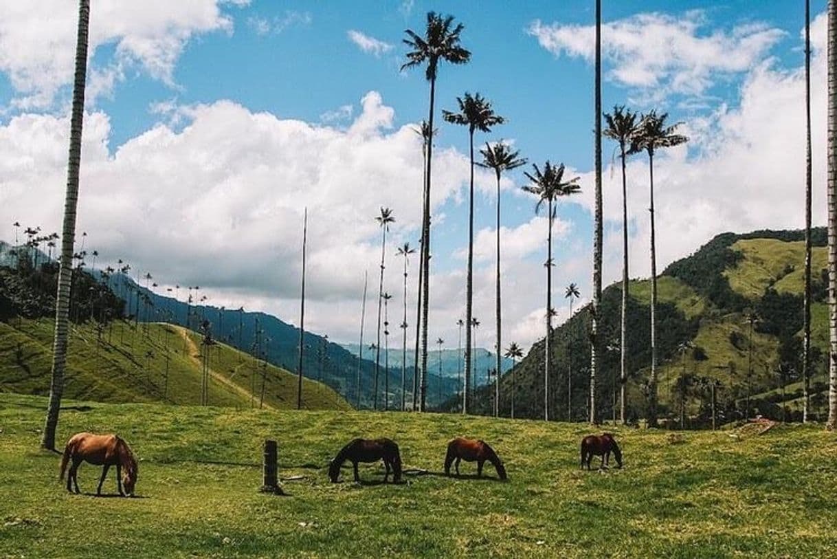 Restaurants Valle Del Cocora