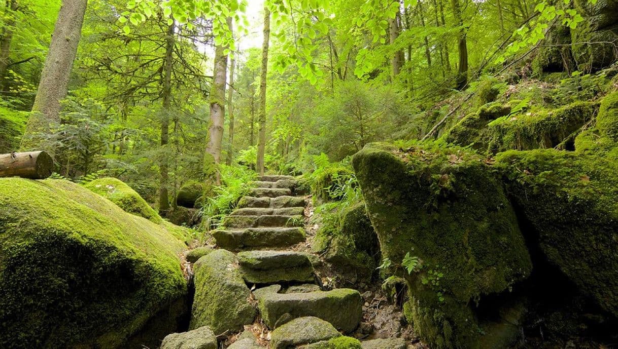 Place Una ruta a pie por la Selva Negra