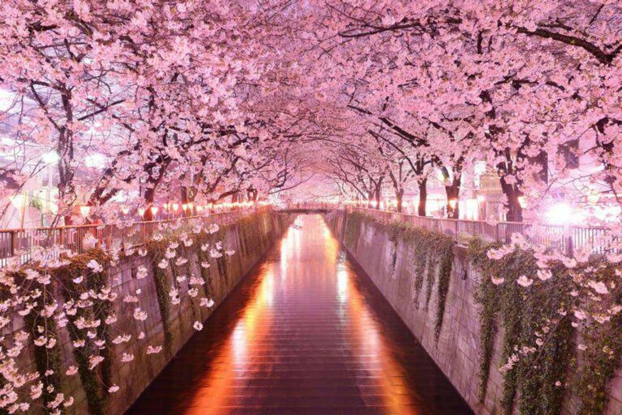 Moda O ESPETÁCULO DA CHERRY BLOSSOM NO JAPÃO


