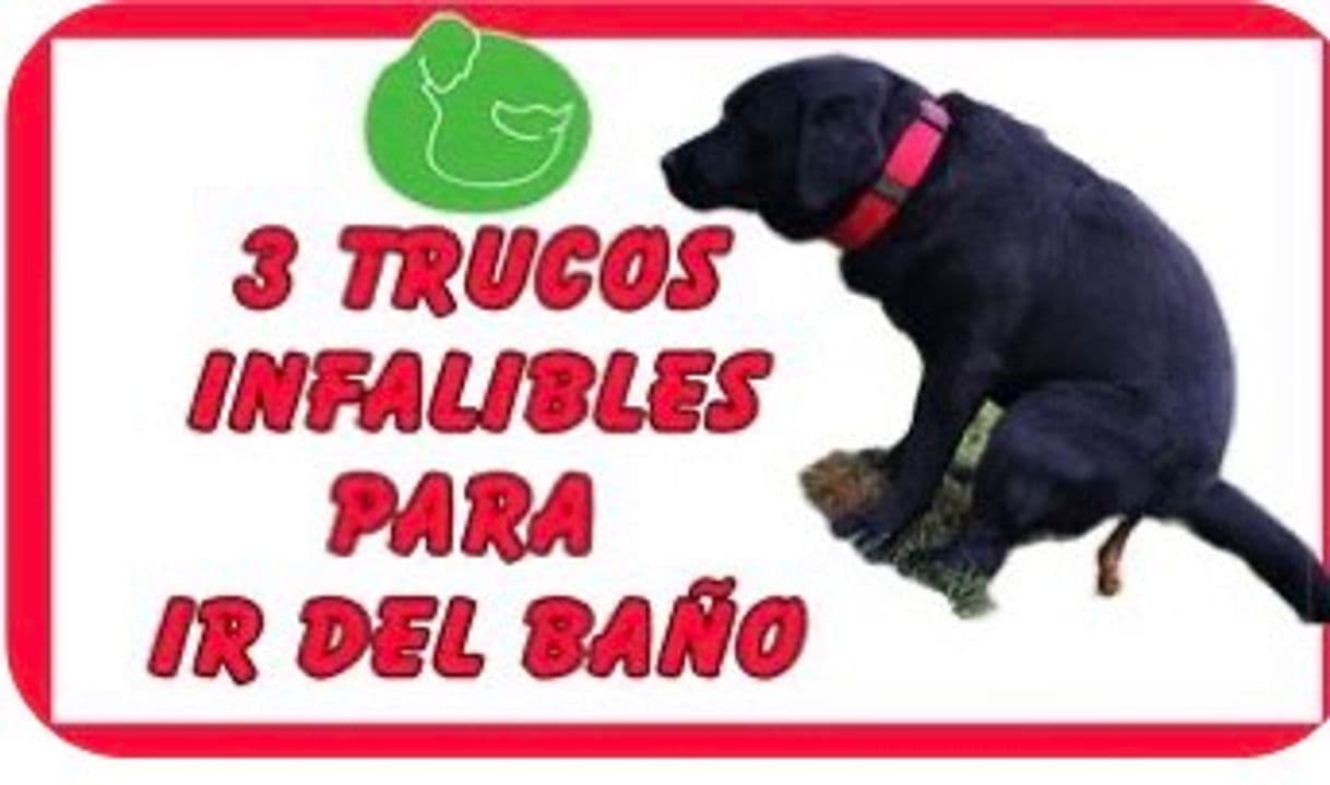 Fashion Típ para que tu perro haga sus necesidades