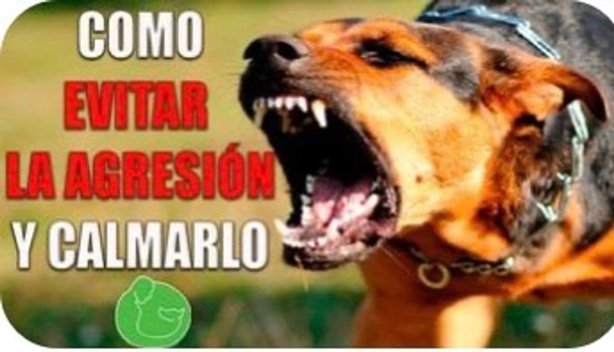 Fashion Trucos para calmar perro agresivo 