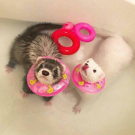 Fashion Ferret