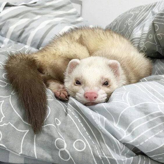 Fashion Ferret